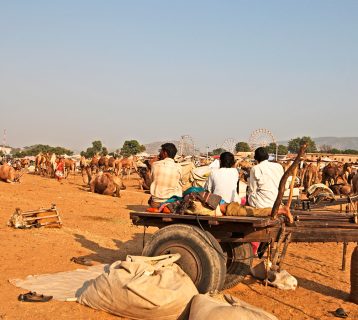 Pushkar camel fair, Rajasthan