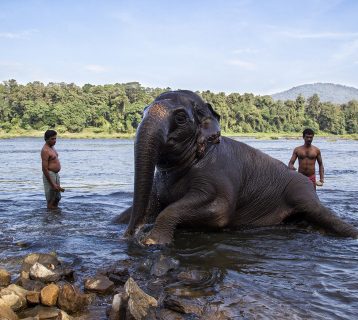 Elephant bathing Kerala