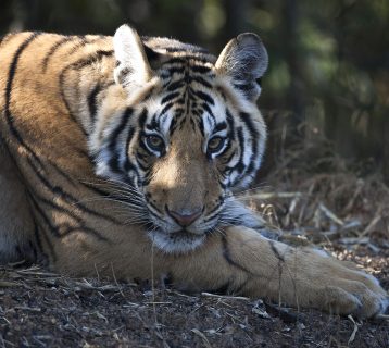 Bengal Tiger, Rajasthan