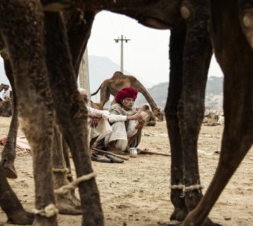 Camel herder