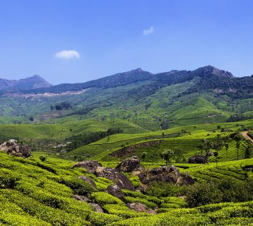 Munnar Tea Plantation