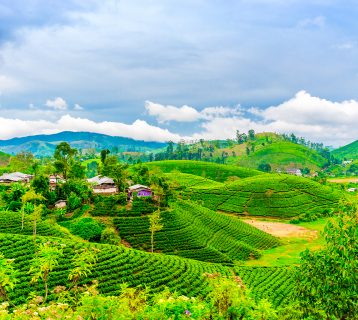 Tea fields with houses and trees on horizon