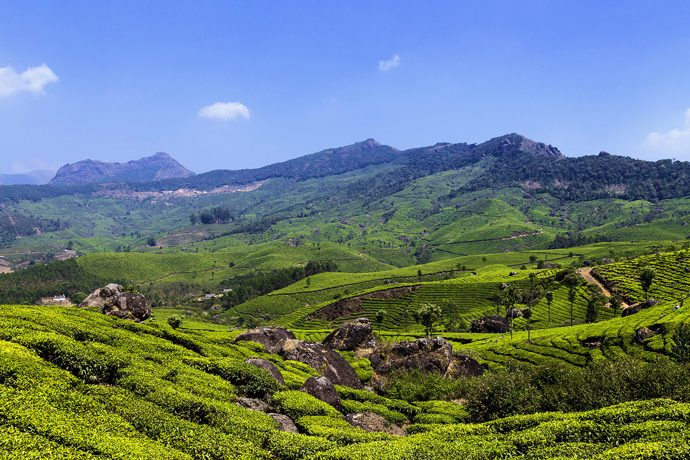 Tea Plantation in Munnar, Kerala