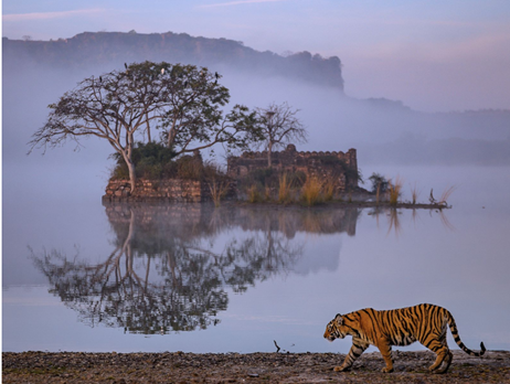 Thrilling open jeep safari with Bengal tiger sighting in Ranthambore National Park