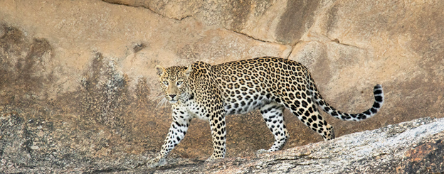Encountering Rabari tribe and embarking on a leopard safari in Bera, Rajasthan
