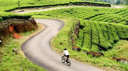 Cycling in Munnar Cycling in Munnar