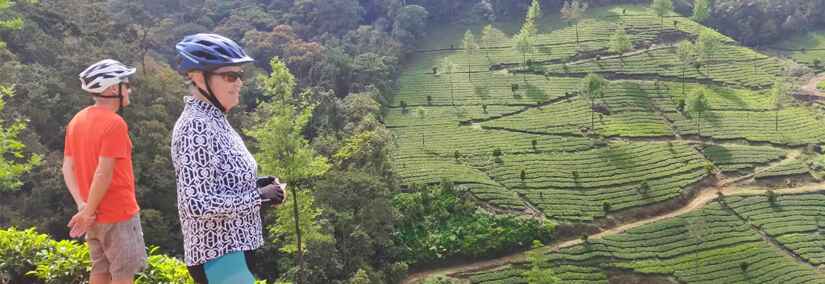 Two cyclist at Munnar Tea Plantation