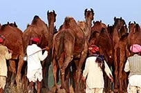 Rajasthan Cycle Tour with Pushkar Camel Fair