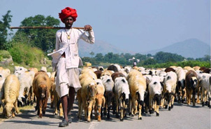 Rabari-Rajasthan