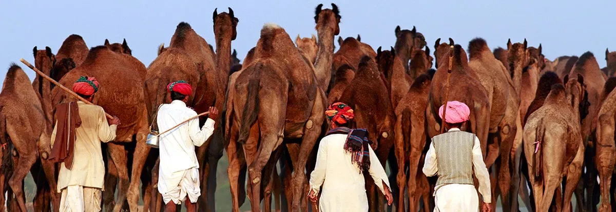 Rajasthan Cycling Tour with Pushkar Camel Fair