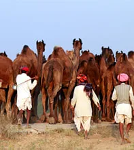Rajasthan Cycling Tour with Pushkar Camel Fair