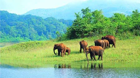 Elephant at Periyar River Elephant at Periyar River